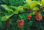 Schisandra Chinensis Extract 